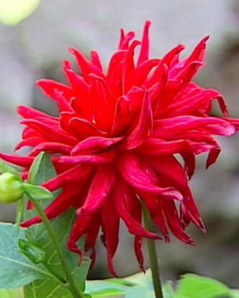 Dahlia Red Pygmy6